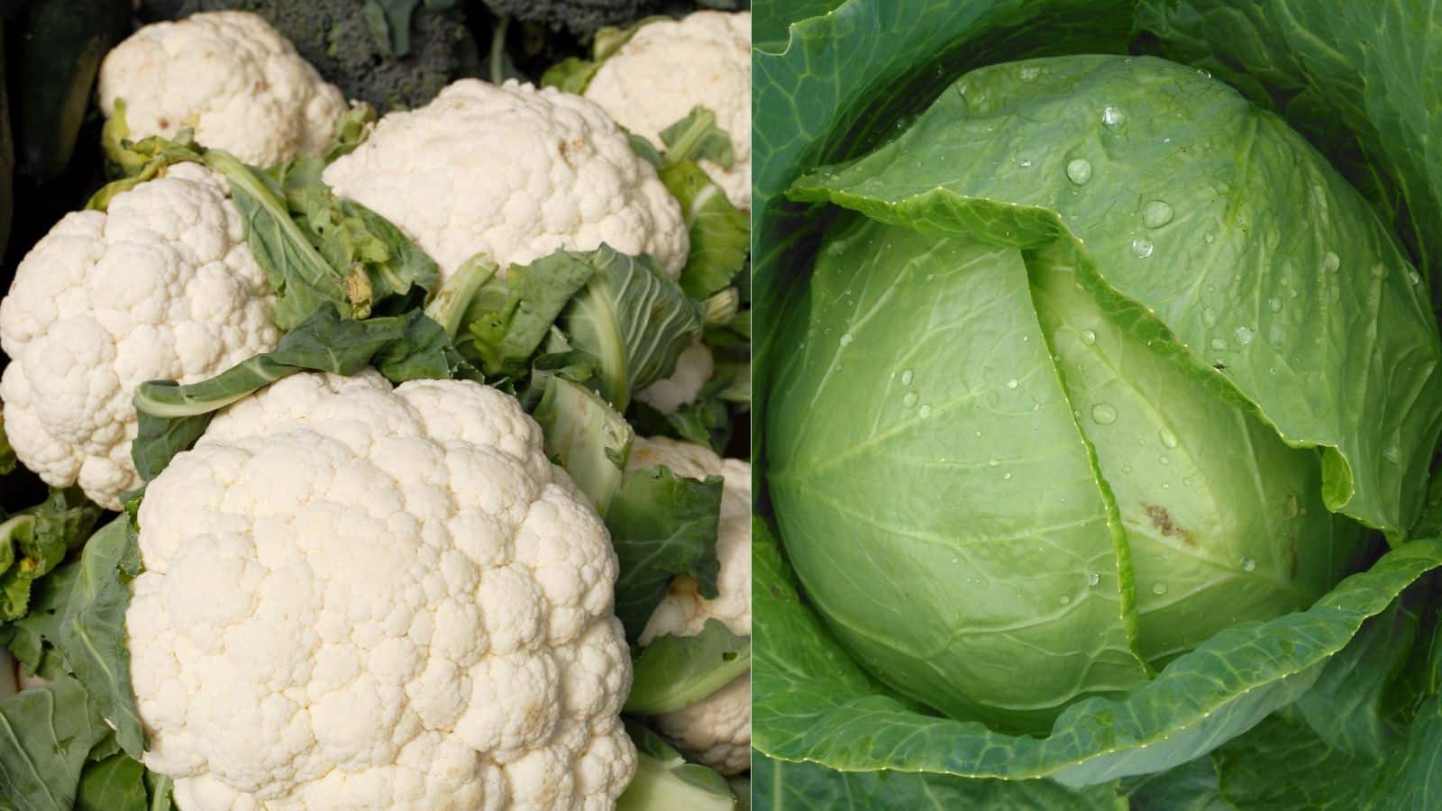 बारिश में गोभी खा रहे हैं? अंदर छिपे कीड़े बिगाड़ सकते हैं सेहत, ऐसे करें सफाई