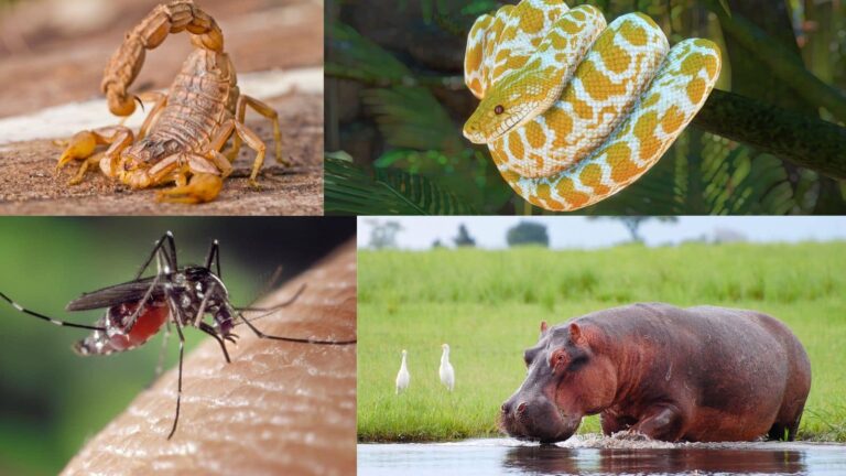 हर साल सबसे ज्यादा जान लेने वाले ये हैं 10 खतरनाक जानवर, कुछ तो आपके आसपास ही हैं!