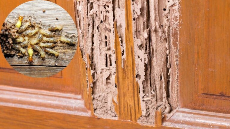 कहीं आपके फर्नीचर को खोखला ना कर दे दीमक, आज ही अपनाएं ये घरेलू उपाय, दुबारा नहीं दिखेंगे