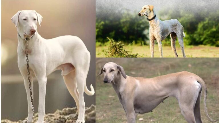 भारतीय सेना में देसी श्वानों की एंट्री, अब देश की सुरक्षा संभालेंगे राजापलयाम और रामपुर हाउंड