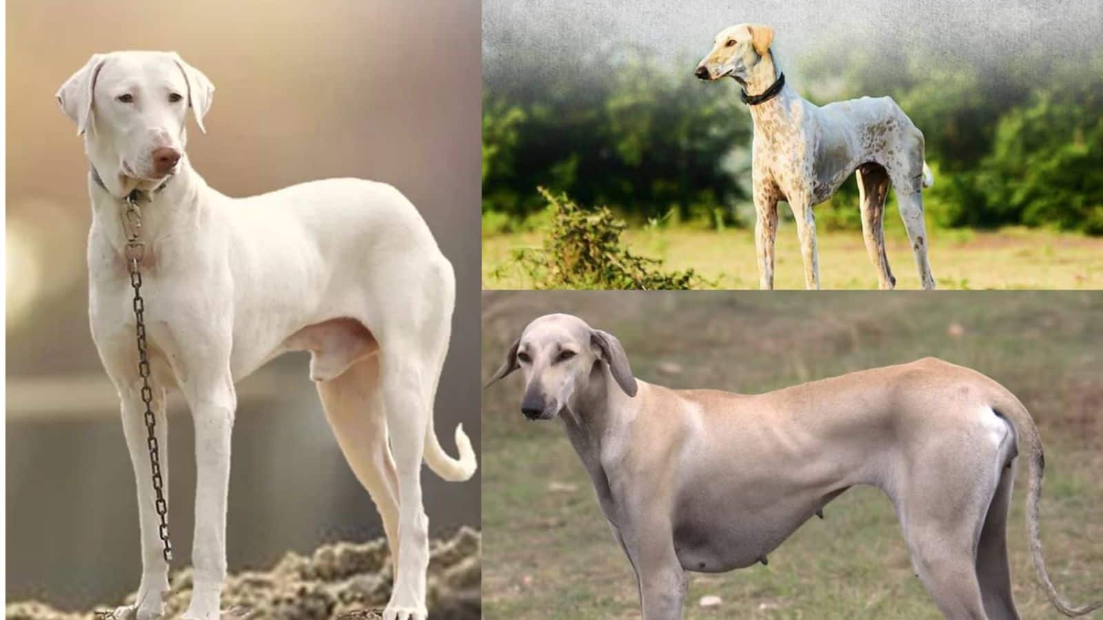 भारतीय सेना में देसी श्वानों की एंट्री, अब देश की सुरक्षा संभालेंगे राजापलयाम और रामपुर हाउंड
