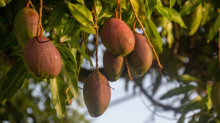 दुनिया का सबसे महंगा आम...कीमत लाखों में फिर भी नहीं बेचता ये किसान, वजह जान चौंक जाएंगे