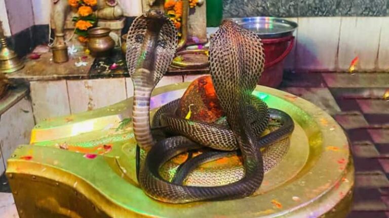 Nag Panchami 2025: शिव कृपा पाने और कालसर्प दोष से मुक्ति का शुभ अवसर, नाग पंचमी के दिन भगवान को ऐसे करें खुश!