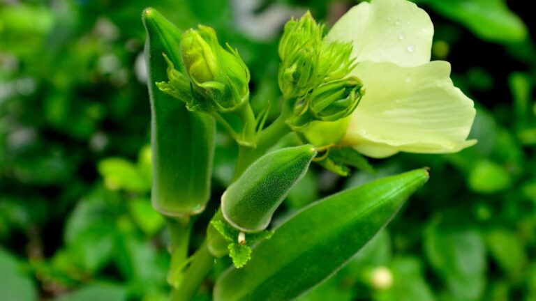 Okra Benefits: भिंडी की सब्जी के साथ-साथ इसका पानी भी होता है फायदेमंद, इन बिमारियों को करता है कंट्रोल!