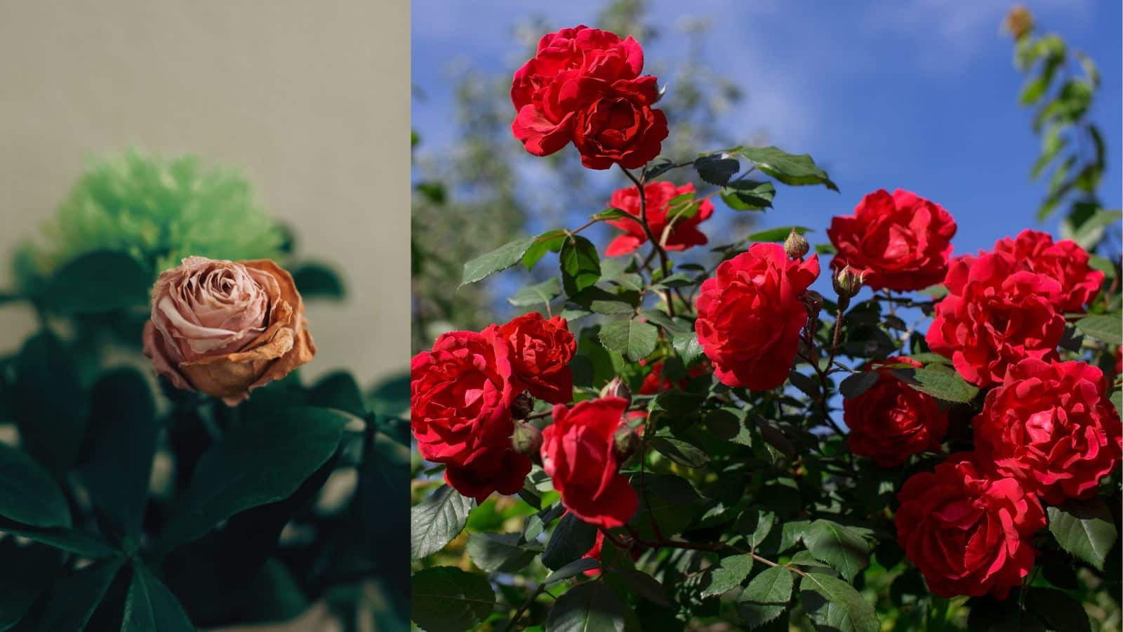 Monsoon tips: बारिश में सूना पड़ा गुलाब का पौधा? ये 3 घरेलू टिप्स अपनाओ, हर टहनी पर खिलेगा फूल!