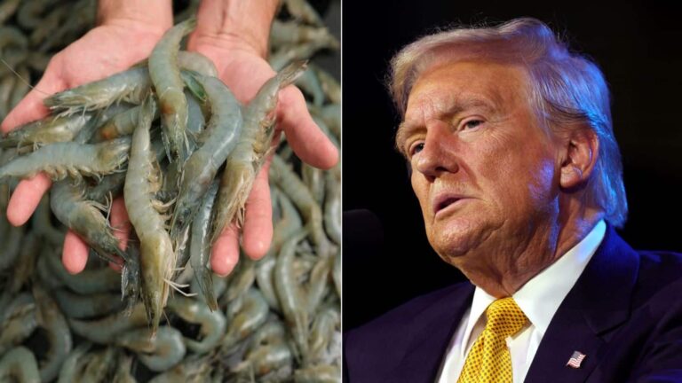Shrimp Stocks: झींगा कंपनियों के शेयरों में 6% तक गिरावट, ट्रंप टैरिफ का दिखा असर, ये 3 स्टॉक्स सबसे अधिक टूटे