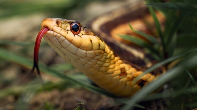 Snake: सांपों की हवा टाइट कर देगा ये मसाला, जानिए क्या है ये चमत्कार