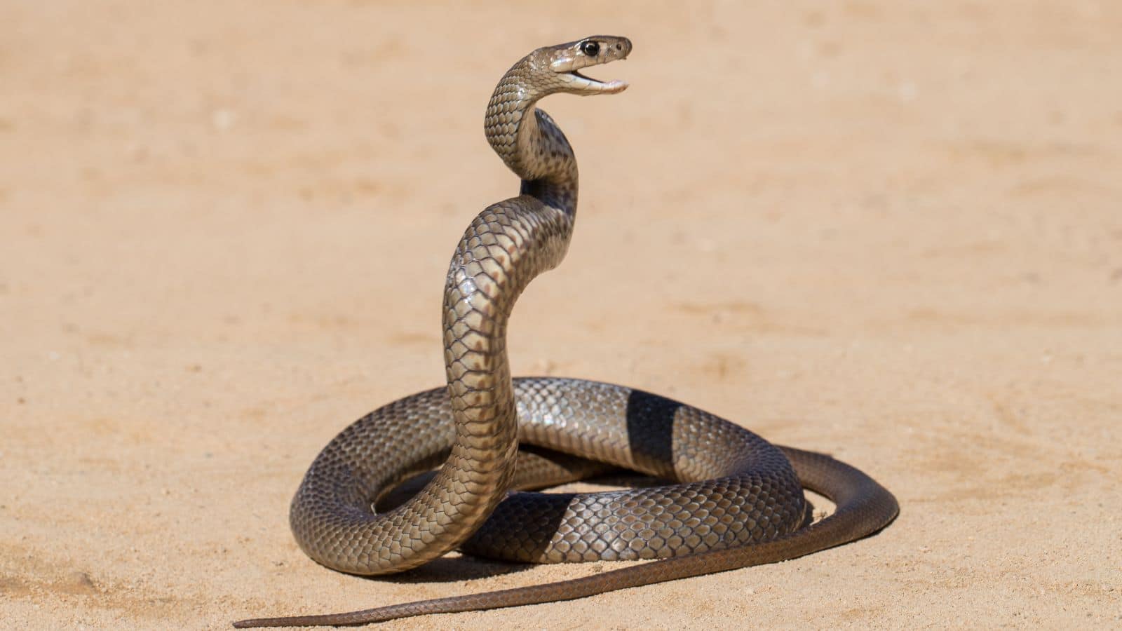 Snake: क्या सांप के सिर पर होती है मणि? जानिए असली सच्चाई