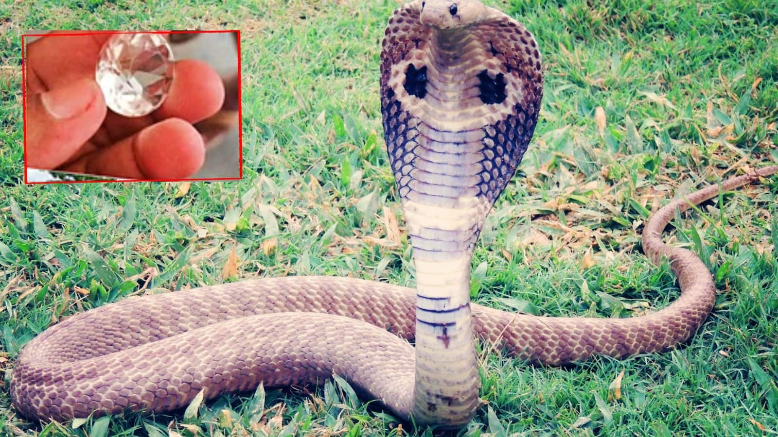 शिक्षिका को मिली रहस्यमयी ‘नागमणि’, गांव वालों ने किया हंगामा, जानिए पूरा मामला