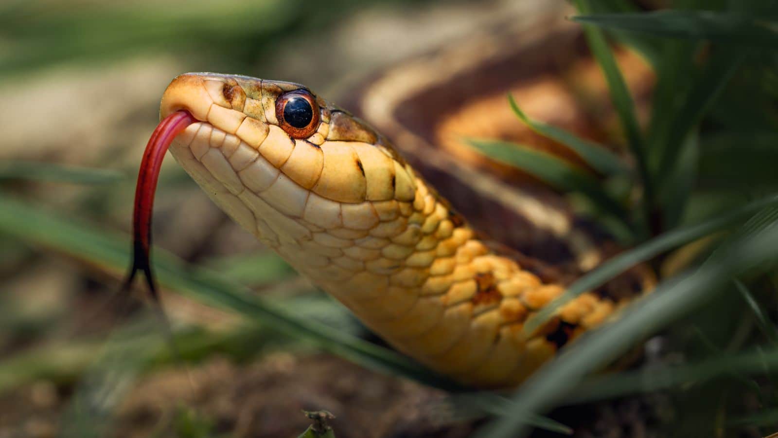 Snake: बारिश में बढ़ जाती है सांपों की हलचल, इन कोनों को नजरअंदाज किया तो हो सकता है बड़ा खतरा