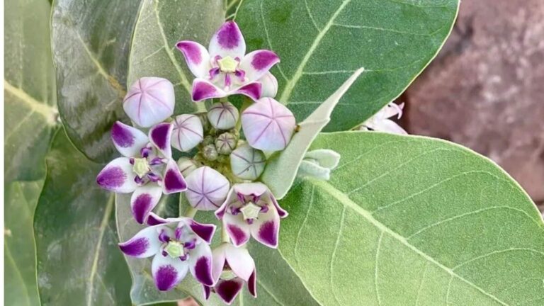 Diabetes: डायबिटीज में चमत्कारी है आक का पत्ता, ब्लड शुगर करेगा कंट्रोल और लकवे में भी देगा राहत!