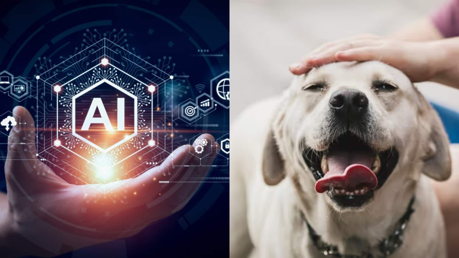 अब डॉग ऑनर ह्यूमन लैंग्वेज में समझ सकते हैं अपने पेट की बात, AI का ये टूल जानवरों की भाषा को करेगा ट्रांसलेट