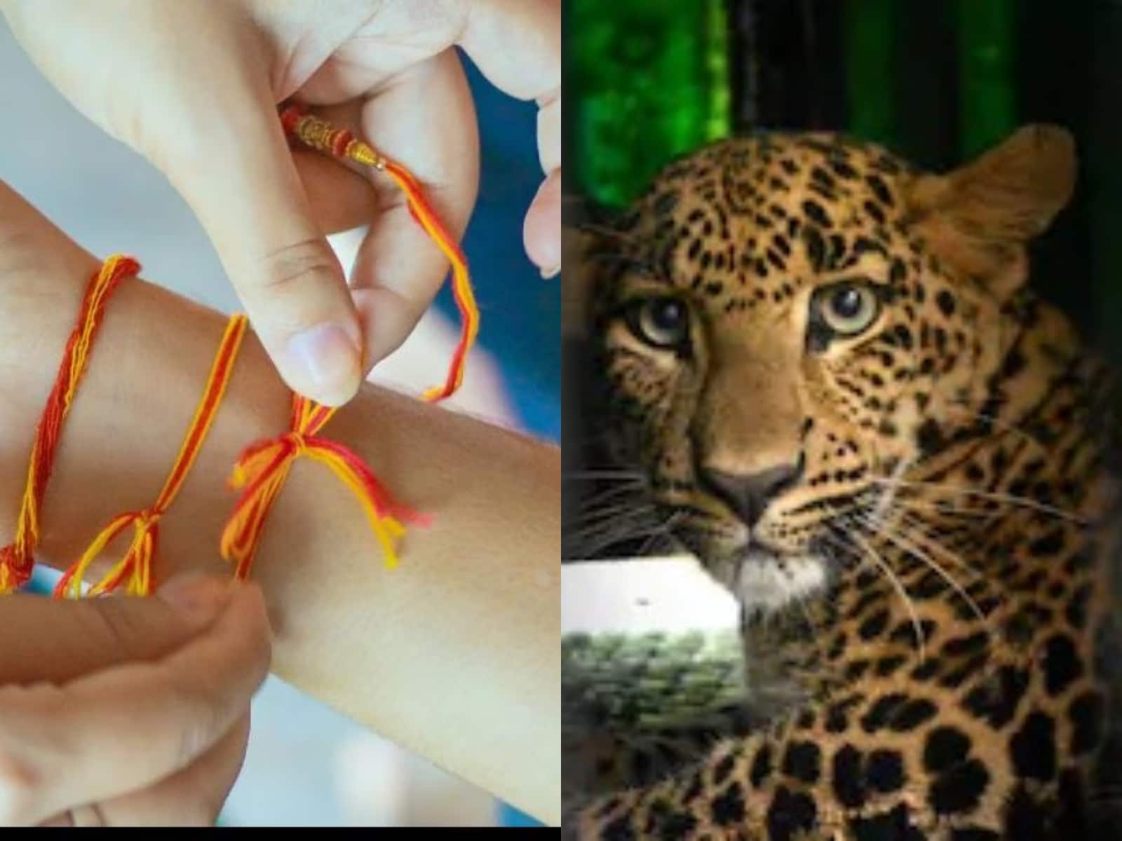 रक्षाबंधन के दिन 3 साल के बच्चे को उठा ले गया था तेंदुआ, बहन ने मृत भाई की कलाई पर राखी बांध दी अंतिम विदाई