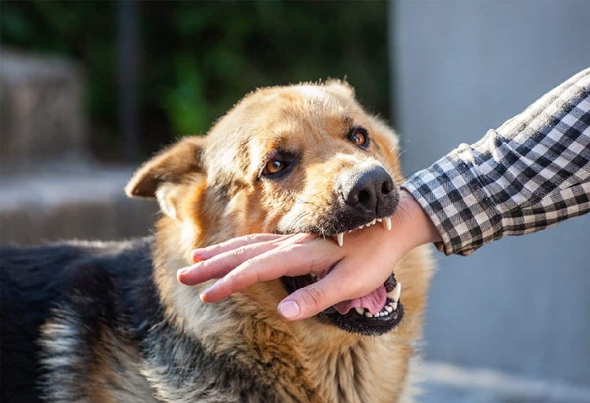 Karnataka: इंसान का कटा हाथ लेकर टहल रहा था कुत्ता, इलाके में मची सनसनी फिर खुला ये बड़ा राज