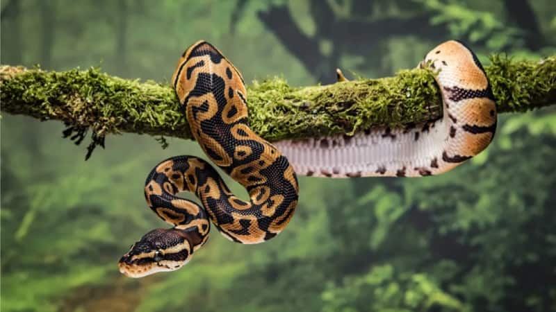 Snake: 40 साल तक जी सकता है पाइथन, जानिए सांपों की इस खास प्रजाति के कुछ रहस्य