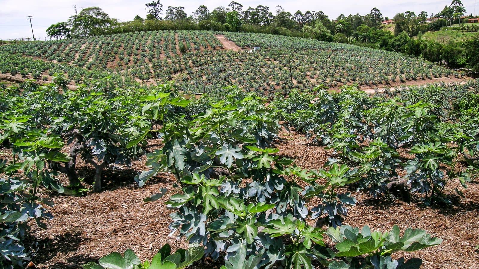 Fig Farming: कम मेहनत में मोटी कमाई! अंजीर की खेती से हर साल बरसेगा पैसा