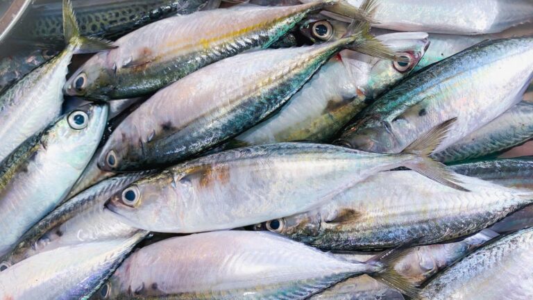 Fish Buying Tips: दिखने में चमचमाती मछली भी हो सकती है खतरनाक, असली-नकली की पहचान ऐसे करें