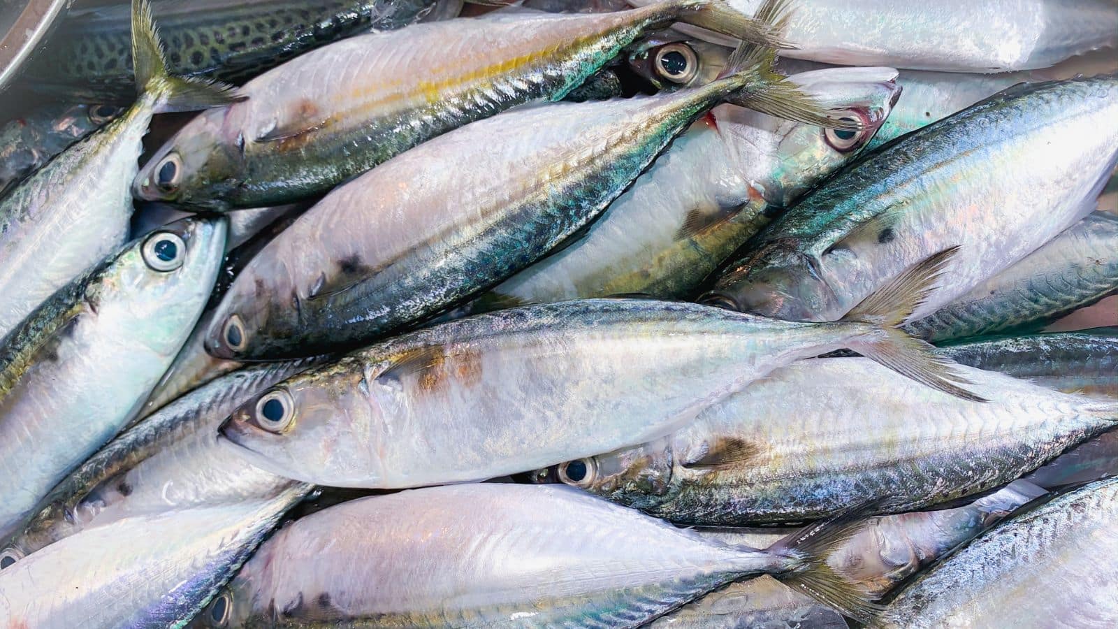 Fish Buying Tips: दिखने में चमचमाती मछली भी हो सकती है खतरनाक, असली-नकली की पहचान ऐसे करें