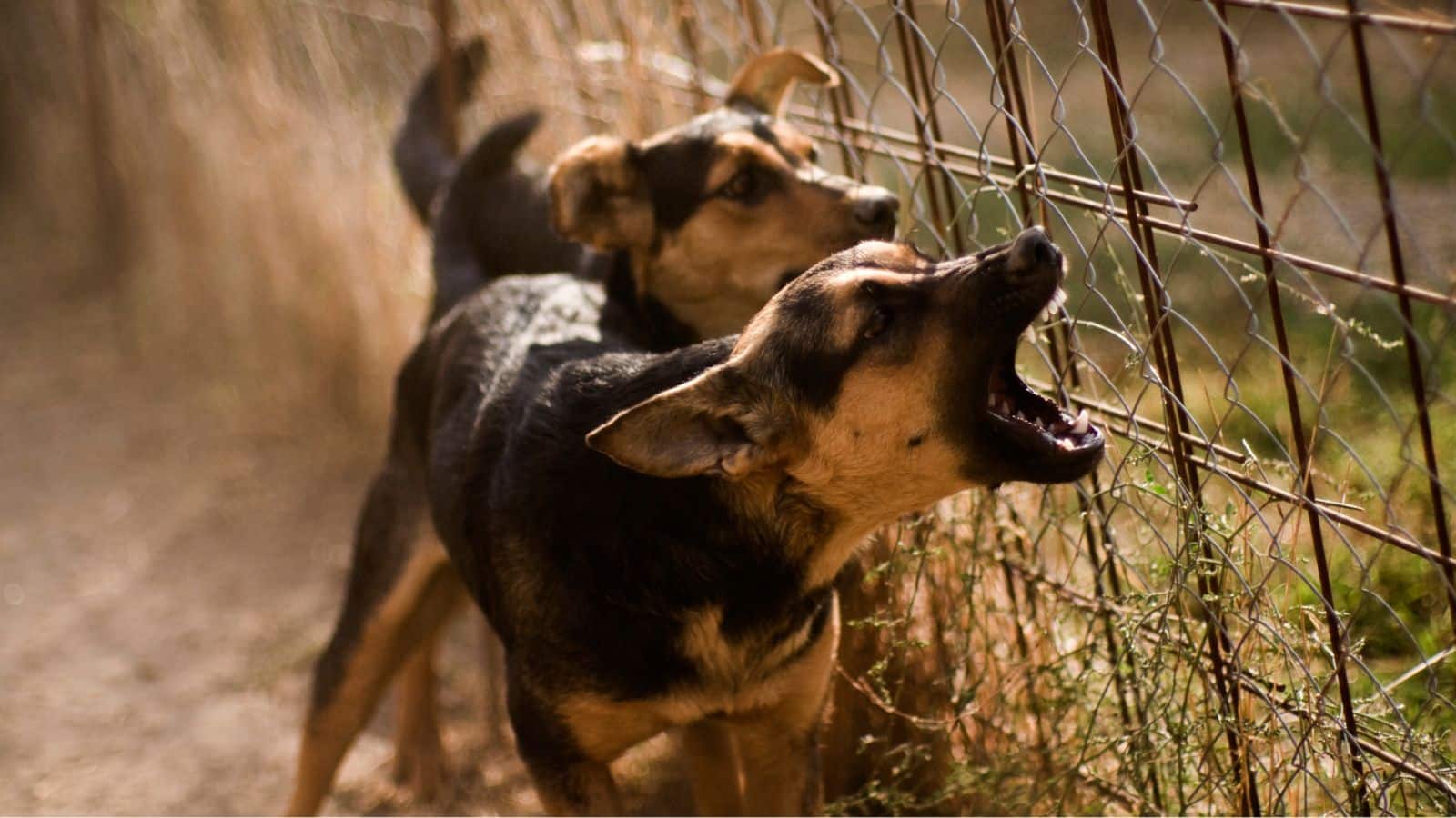 कुत्ते कुछ लोगों को देखकर ही क्यों भौंकते हैं? कारण जानकर हैरान रह जाएंगे!