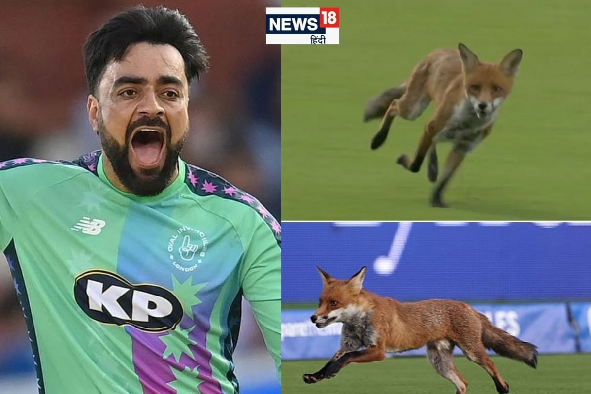 लोमड़ी का खौफ, मैदान में मचाई खलबली, डर से थर्राए खिलाड़ी, रोकना पड़ा मैच