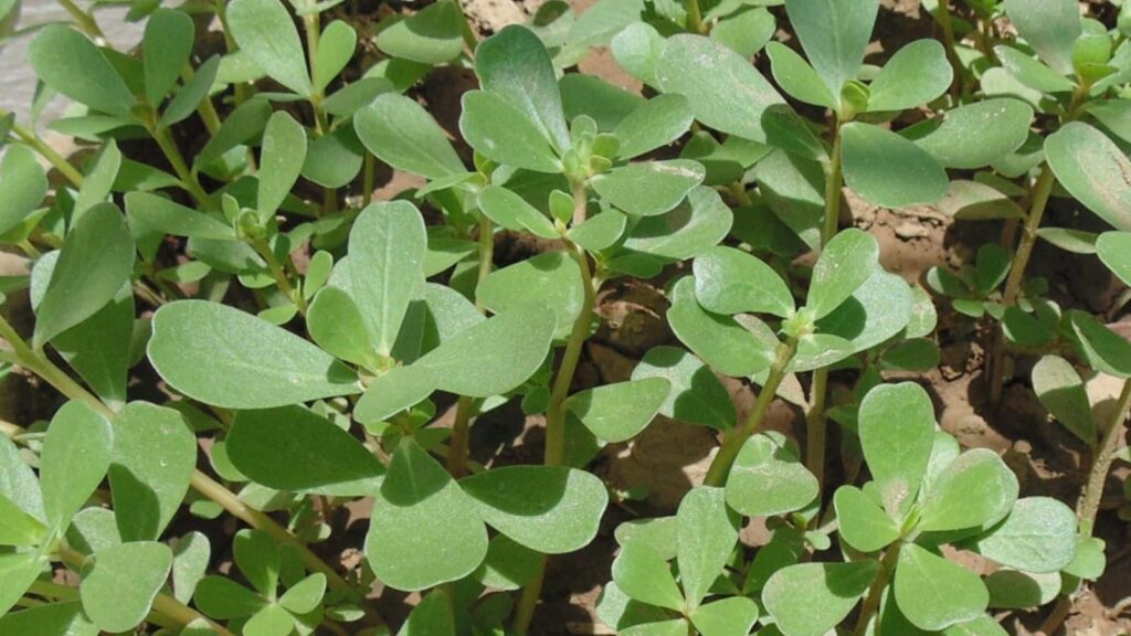 Health Tips: कमजोर हो गई है आपकी हड्डिया, आज ही खाना शुरू करें इस एक पत्ते की सब्जी