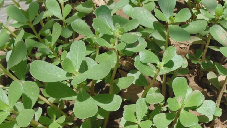 Health Tips: कमजोर हो गई है आपकी हड्डिया, आज ही खाना शुरू करें इस एक पत्ते की सब्जी