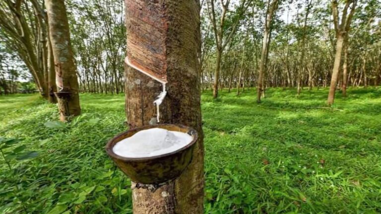 Rubber Industry : ट्रंप टैरिफ से टेंशन में रबर इंडस्ट्री, सरकार से की FTA में तेजी दिखाने की मांग