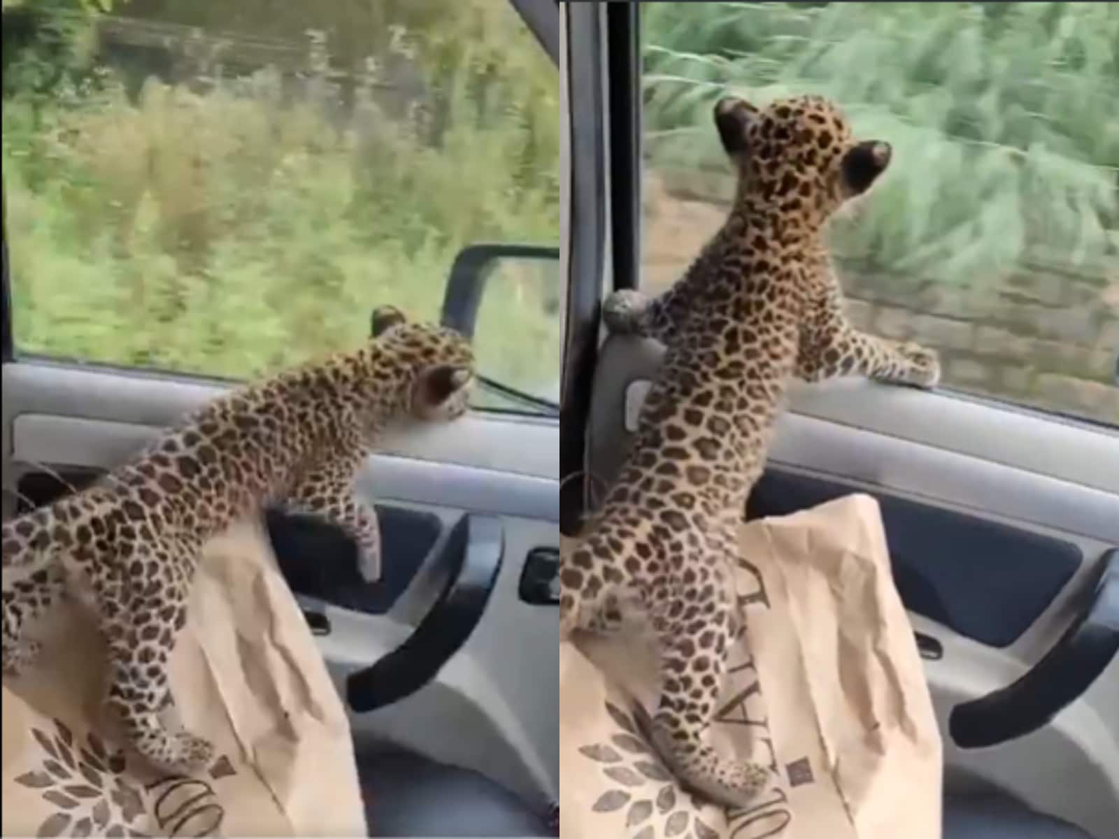 Himachal: जंगली कुत्तों से घिरा पड़ा था तेंदुए का बच्चा, शख्स ने बचाकर गाड़ी में बैठाया, सामने आया वीडियो