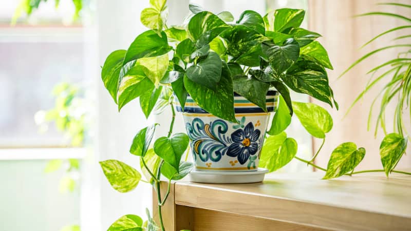 Gardening Tips: मनी प्लांट को तेजी से हरा-भरा बनाने की जानिए खास टिप, चावल के पानी से जादू की तरह ग्रो करेगा आपका पौधा