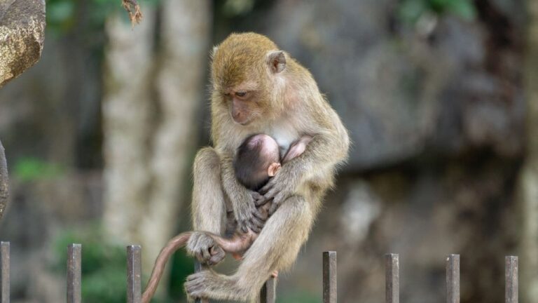 मरे हुए बच्चे को छोड़ने से इनकार क्यों करती हैं मादा बंदर? जानें वजह