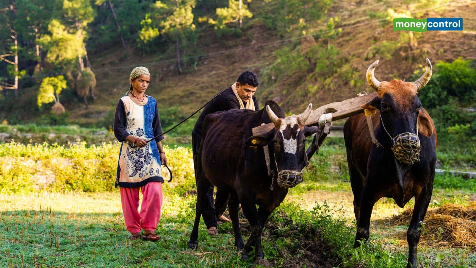 PMFBY: 30 लाख किसानों के बैंक अकाउंट में आज आएगा पैसा, PM फसल बीमा योजना की आएगी किश्त