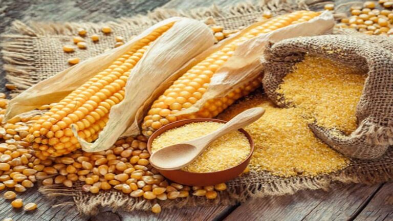 Regaal Resources IPO Listing: बिहारी कंपनी का चला जादू, ₹102 के शेयरों की 39% प्रीमियम पर लिस्टिंग