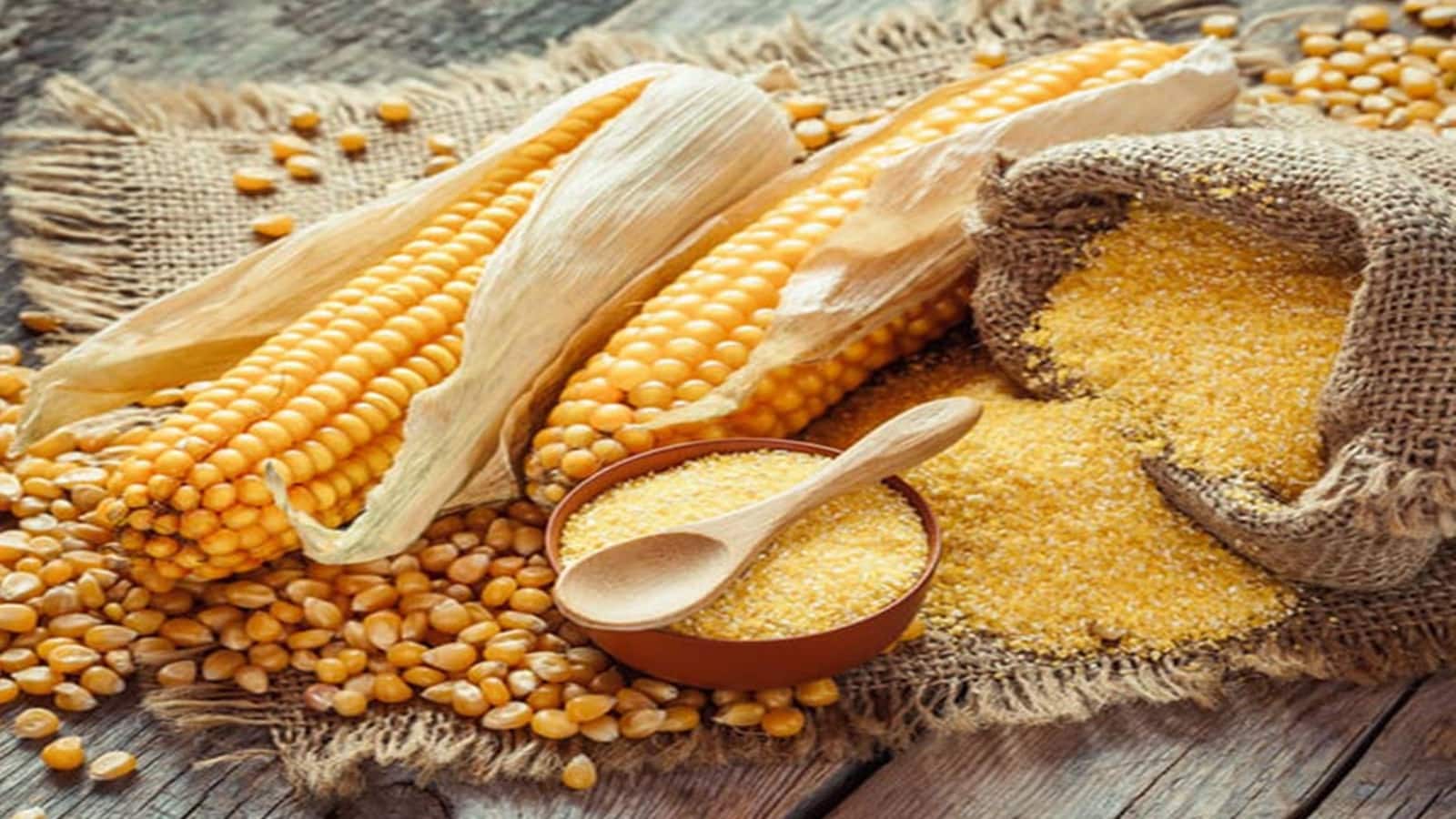 Regaal Resources IPO Listing: बिहारी कंपनी का चला जादू, ₹102 के शेयरों की 39% प्रीमियम पर लिस्टिंग