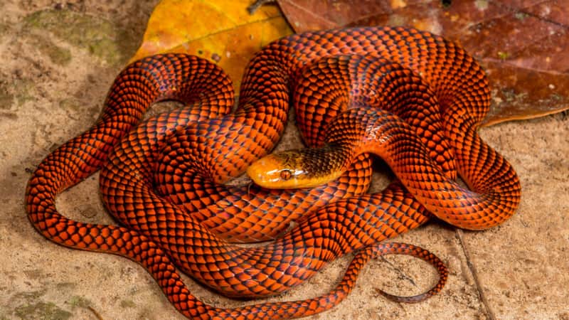 Snake: गिरगिट भी शरमा जाए! ये सांप सेकंडों में बदलता है रंग और कर देता है काम तमाम