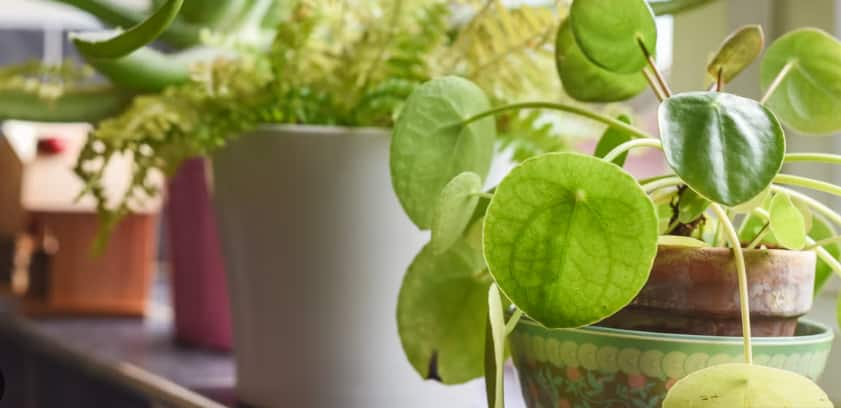 Indoor Plants: इंडोर गार्डनिंग के लिए बेस्ट हैं ये प्लांट, कम स्पेस में भी आराम से करते हैं ग्रो