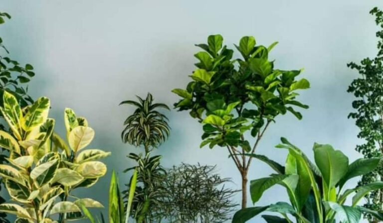 Unique Plants: बिना मेहनत के लगाएं लो-मैनटेनेंस क्लाइम्बिंग प्लांट्स  जो घर को बनाएं बेहद सुंदर