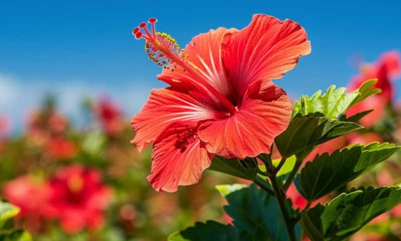 Gardening Tips: बारिश के मौसम में ऐसे लगाएं गुड़हल की डाली, बगीचे में साल भर खिलेंगे रंग-बिरंगे फूल