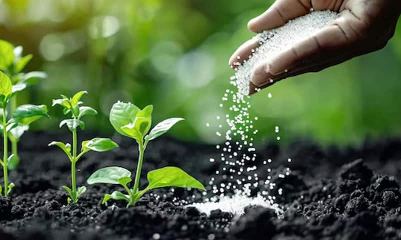 Gardening Tips: बारिश के मौसम में पौधों को स्वस्थ और हरा-भरा रखने के लिए करें ये उपाय, पौधे हो जाएंगे फिर से खिले-खिले