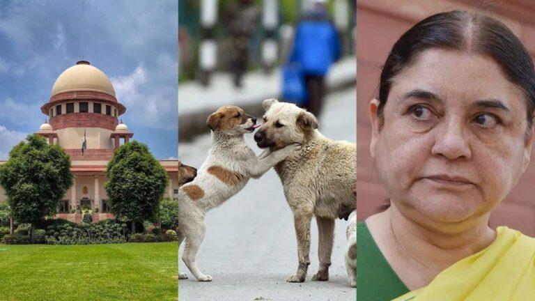'3 लाख आवारा कुत्तों पर ₹15,000 करोड़ खर्च होंगे, क्या दिल्ली के पास है?': SC के आदेश पर मेनका गांधी और PETA ने उठाए सवाल