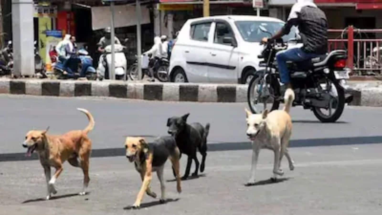 दिल्ली-NCR में आवारा कुत्तों पर सुप्रीम कोर्ट का बड़ा एक्शन, कहा- 'सड़कों को कुत्तों से मुक्त किया जाए'