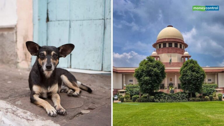 Stray Dogs Order: शेल्टर होम भेजे गए आवारा कुत्ते छोड़ जाएंगे! सार्वजनिक जगहों पर खाना देने पर बैन, सुप्रीम कोर्ट का बड़ा फैसला