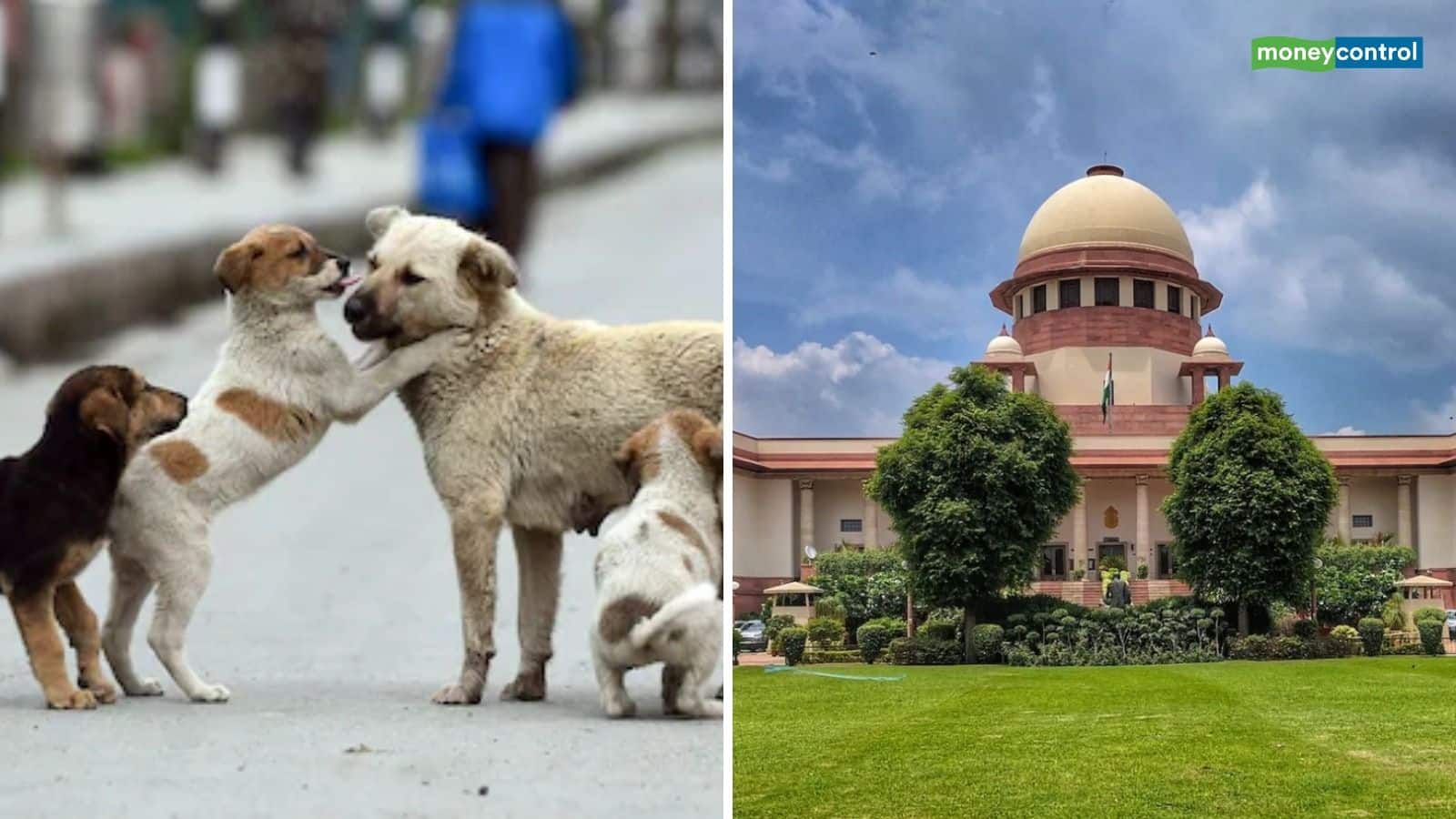 Stray Dogs Order: डॉग लवर्स को SC से मिली राहत, लेकिन ये शर्तें लागू! पढ़ें- आवारा कुत्तों पर संशोधन आदेश की 5 बड़ी बातें