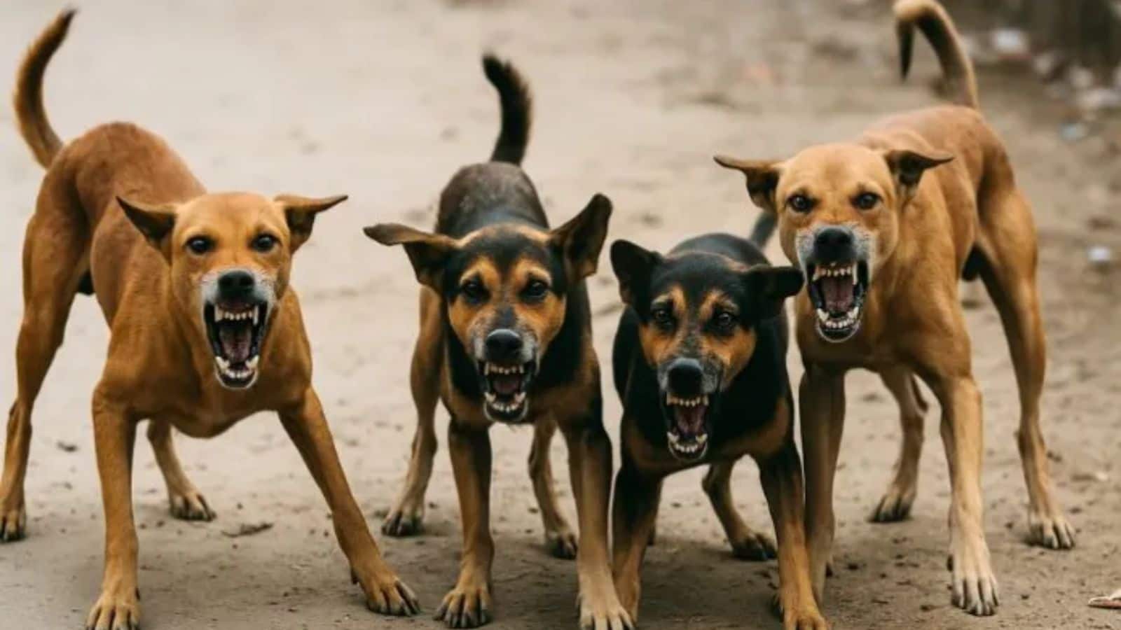 सुप्रीम कोर्ट के आदेश के एक दिन बाद, आवारा कुत्तों ने बेंगलुरु यूनिवर्सिटी की दो छात्रों पर किया हमला