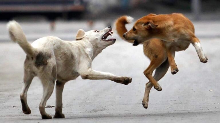 Stray Dogs News: दिल्ली में नहीं है एक भी डॉग शेल्टर होम! आखिर कहां रखे जाएंगे लाखों आवारा कुत्ते? SC के आदेश के बाद टेंशन में अधिकारी