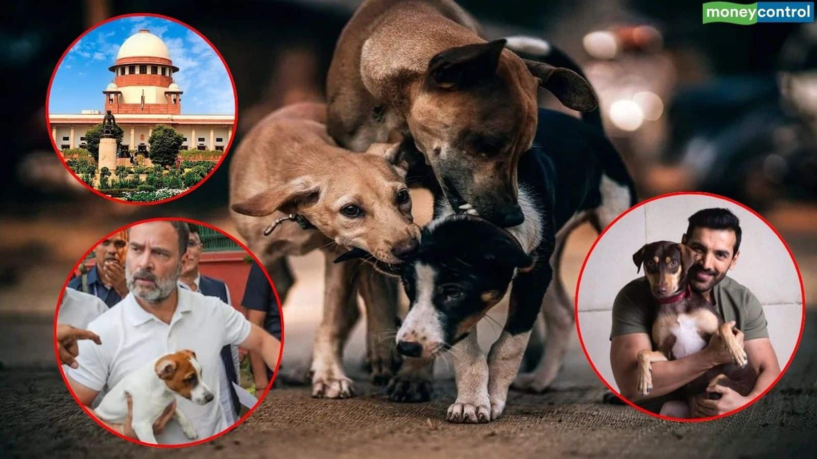 Stray Dogs News: आवारा कुत्तों पर सुप्रीम कोर्ट के फैसले से सोशल मीडिया पर छिड़ी बहस, नेता से लेकर अभिनेता तक...जानें- किसने क्या कहा