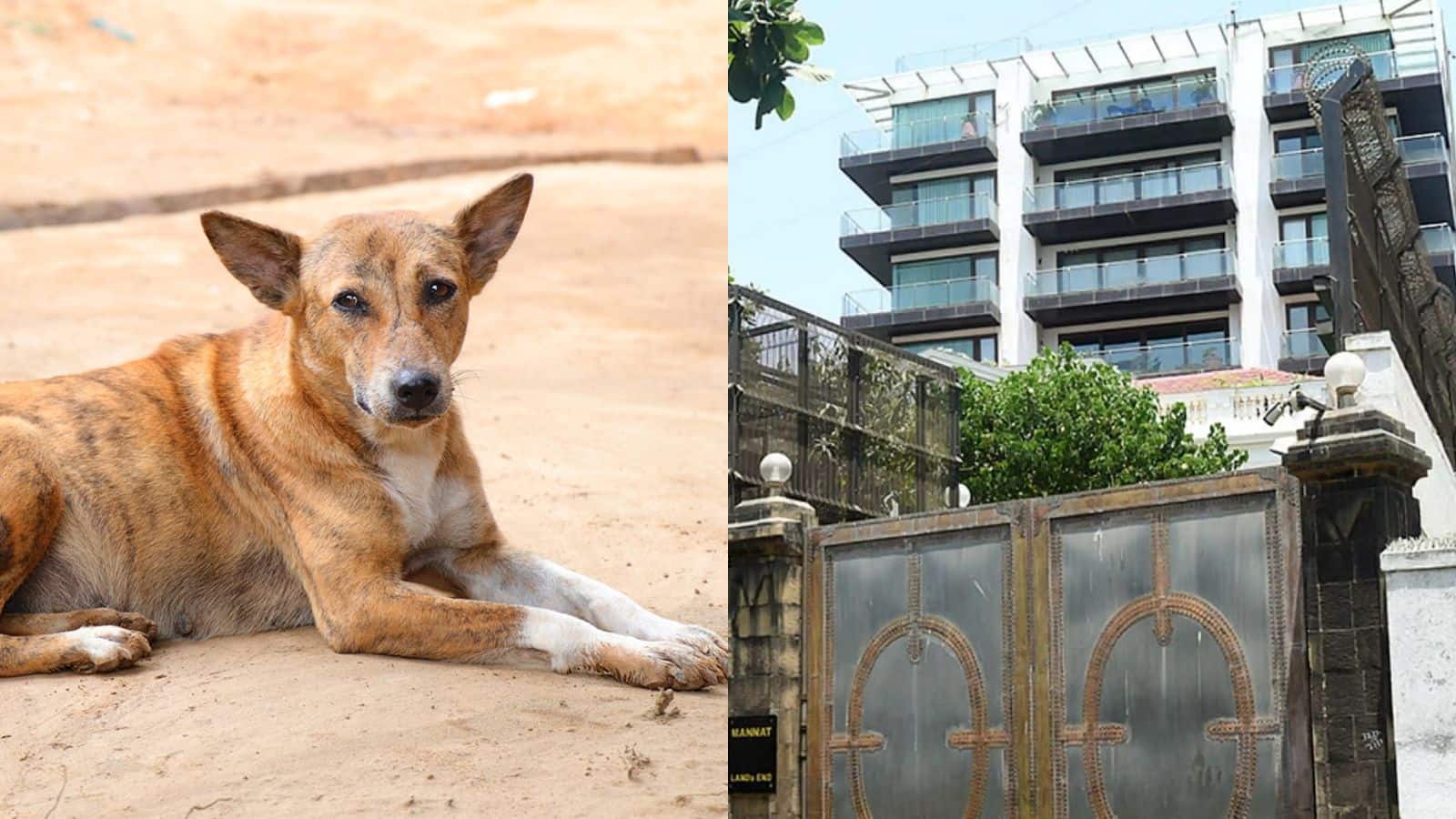 शाहरुख खान के मन्नत में दिखा स्ट्रीट डॉग? SRK के 200 करोड़ रुपए के बंगले का वायरल वीडियो इंटरनेट पर छाया