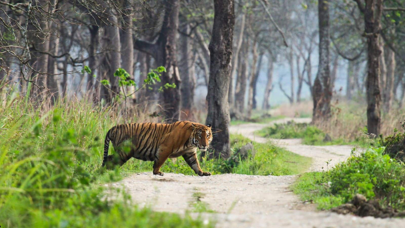 जंगल के राजा को करीब से चाहते हैं देखना तो राजस्थान के ये टाइगर रिजर्व हैं बेस्ट, इन जगहों को कर लें नोट