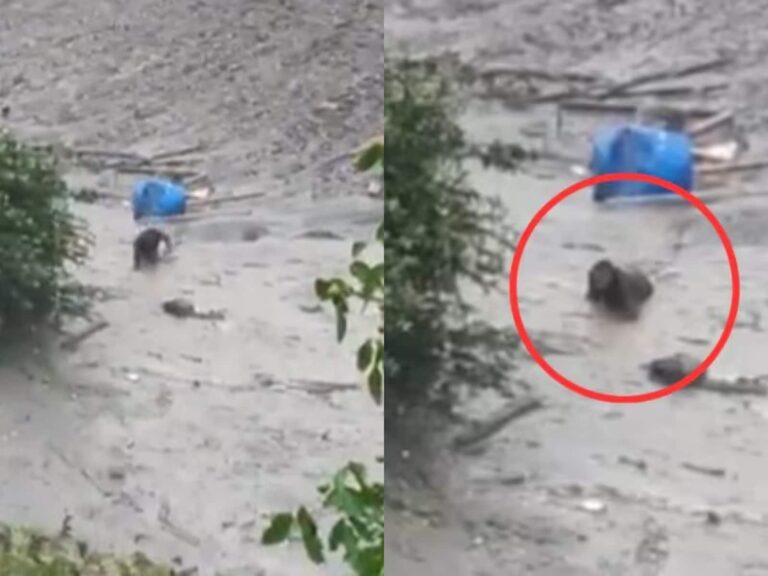 Uttarkashi Cloudburst: जान बचाने के लिए मलबे से रेंगते हुए निकला शख्स, धराली से आया रोंगटे खड़ा कर देने वाला वीडियो