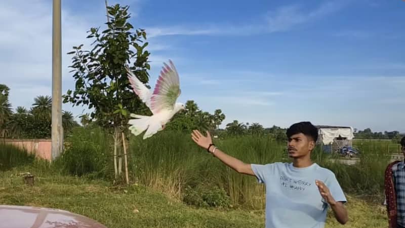गोड्डा का अंकुश और उसका कबूतर जैकी की एक अनोखी दोस्ती जिसने सबको किया हैरान