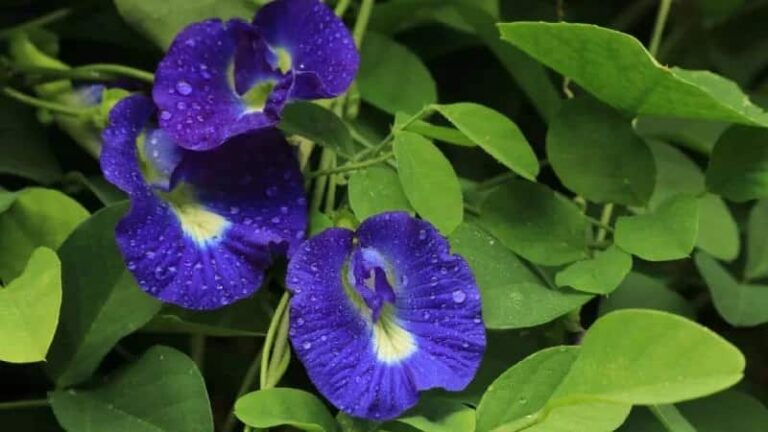 Vastu Tips : अपराजिता का पौधा लगाएं सही दिशा में, घर में आएगी बरकत और शांति